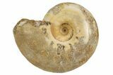 Jurassic Ammonite Fossil - Sakaraha, Madagascar #251306-1